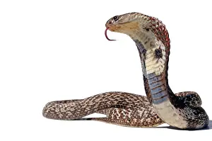 Smell: Indian Cobra (Naja), white background, captivity