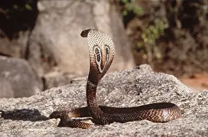 Cobras: INDIAN COBRA -ON ROCK