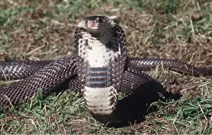 Cobras: INDIAN COBRA - THREAT POSTURE