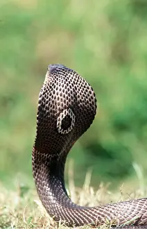Cobras: INDIAN COBRA - THREAT POSTURE
