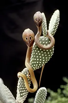 Naja: Indian Cobras
