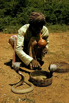 Cobras: Indian cobras - with snakecharmer