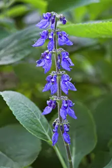 Coleus: Indian Coleus
