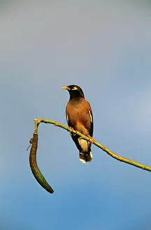 Acridotheres: Indian / Common MYNAH - perched on branch