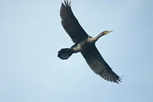 Fuscicollis: Indian Cormorant / Shag - In flight