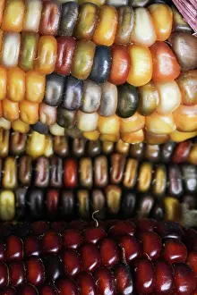 Genetic: Indian Corn