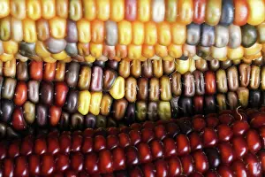 Genetic: Indian Corn