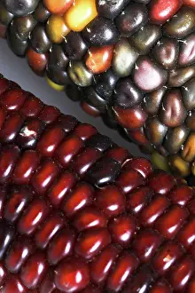 Genetic: Indian Corn