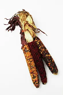 Genetic: Indian Corn