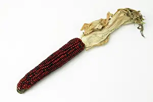 Genetic: Indian Corn