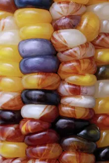 Maize: Indian Corn