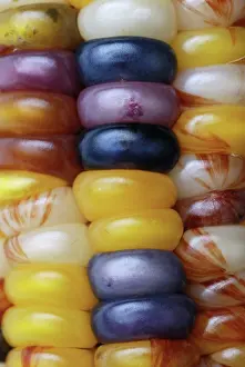 Maize: Indian Corn