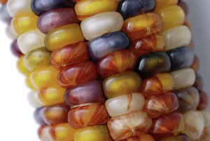 Maize: Indian Corn