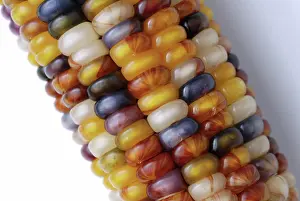 Maize: Indian Corn
