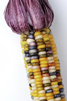 Maize: Indian Corn