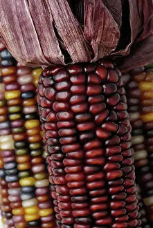Maize: Indian Corn