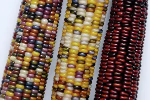 Maize: Indian Corn