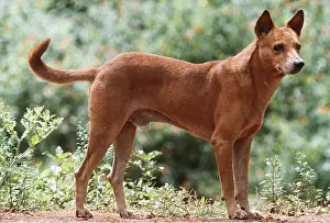 Feral: INDIAN COUNTRY DOG (Pariah)