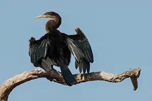 Anhinga: Indian Darter