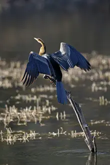 Anhinga: Indian Darter