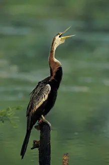 Darters: Indian Darter - calling