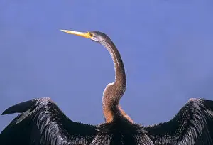 Darters: Indian Darter - drying wings