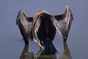 Snakebirds: Indian Darter / Oriental Darter / Snakebird - Drinking water