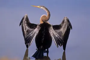 Snakebirds: Indian Darter / Oriental Darter / Snakebird - drying