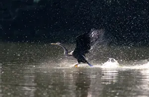 Snakebirds: Indian Darter / Oriental Darter / Snakebird - Taking off