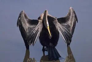 Snakebirds: Indian Darter preening