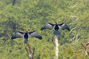 Snakebirds: Indian Darter / Snakebird / Anhinga - Two birds drying wings