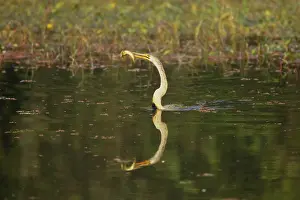 Snakebirds: Indian Darter / Snakebird / Anhinga - Catching fish