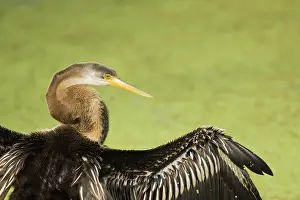 Snakebirds: Indian Darter / Snakebird / Anhinga - Close up