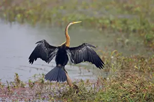 Snakebirds: Indian Darter / Snakebird / Anhinga - Drying wings