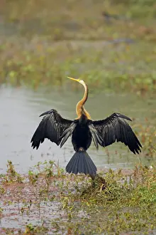 Snakebirds: Indian Darter / Snakebird / Anhinga - Drying wings
