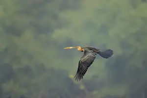 Snakebirds: Indian Darter / Snakebird / Anhinga - In flight