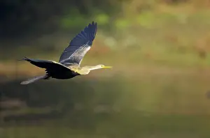 Ghana: Indian Darter / Snakebird / Anhinga - In flight