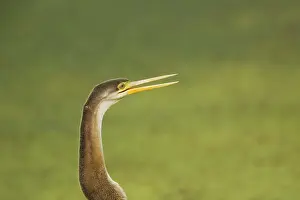 Ghana: Indian Darter / Snakebird / Anhinga - Keoladeo