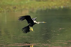 Snakebirds: Indian Darter / Snakebird / Anhinga - Landing on water