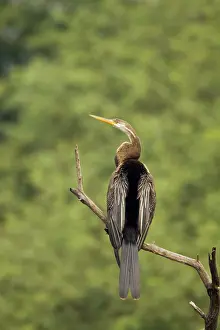 Snakebirds: Indian Darter / Snakebird / Anhinga - perched on branch