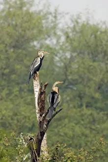 Snakebirds: Indian Darter / Snakebird / Anhinga - perched on branch