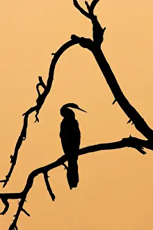 Snakebirds: Indian Darter / Snakebird / Anhinga - Silhouette