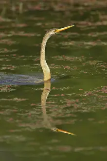 Snakebirds: Indian Darter / Snakebird / Anhinga - Swimming
