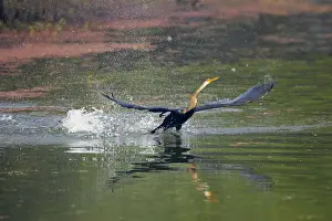 Snakebirds: Indian Darter / Snakebird / Anhinga - Taking off from lake