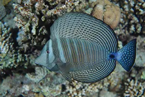 Strait: An Indian desjardin's sailfin tang (Zebrasoma desjardinii)
