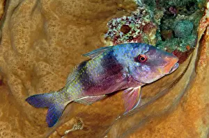 Goatfish: Indian Doublebar Goatfish