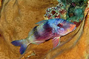 Goatfish: Indian Doublebar Goatfish - not usually so colourful