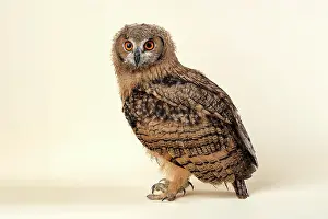 Bengalensis: Indian eagle-owlalso or (Bubo bengalensis), stands