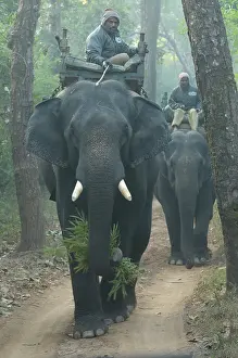 Madhya: Indian Elephant