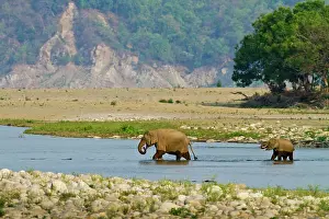 Ramganga: Indian Elephant adult & young crossing